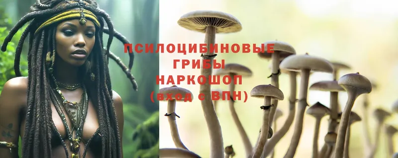 Галлюциногенные грибы Cubensis  Котовск 